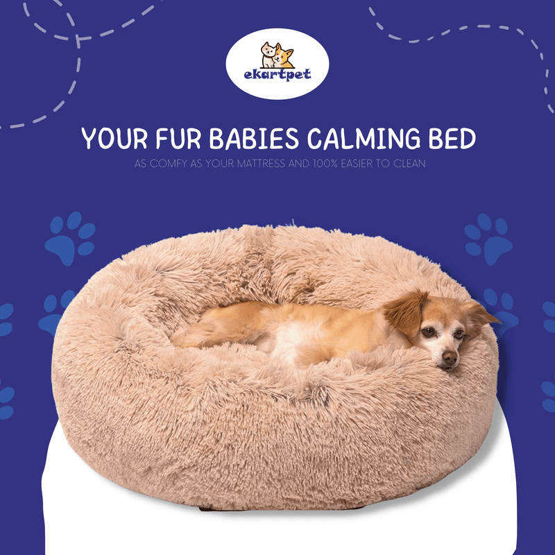 Pet & Animal — Social media graphic design