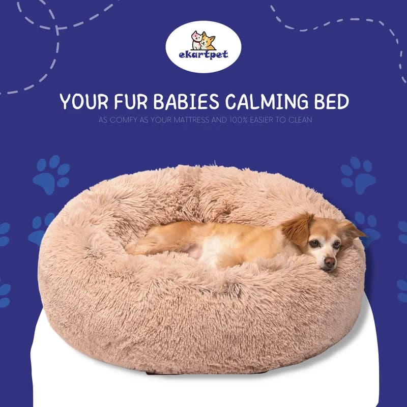 Pet & Animal — Social media graphic design