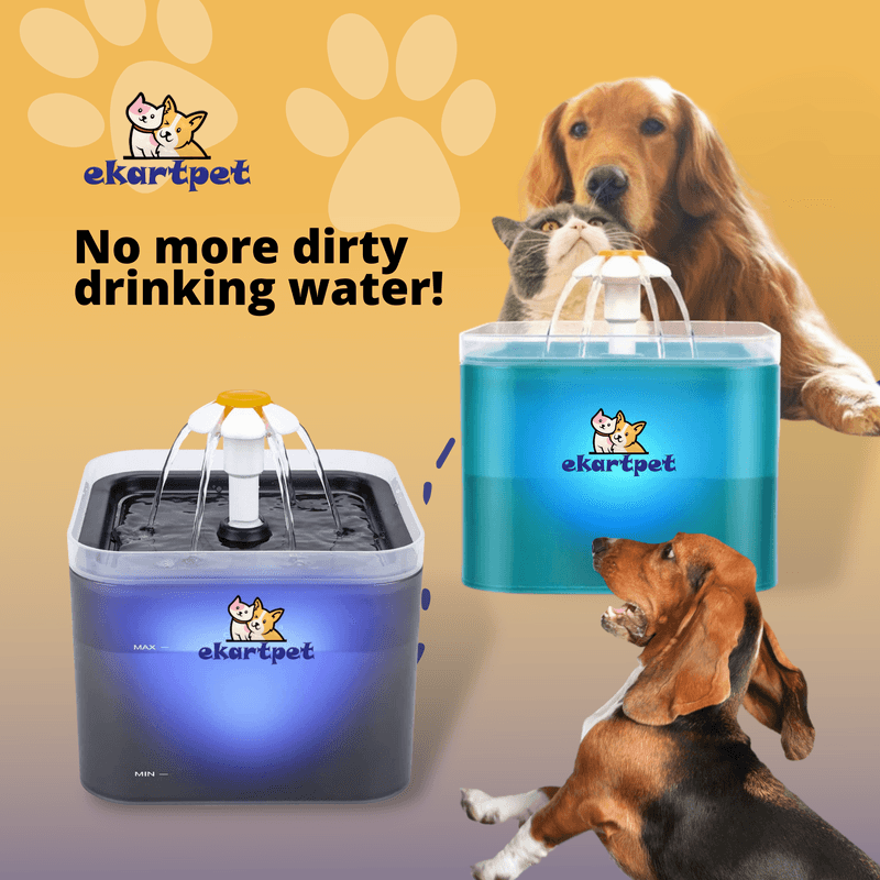 Pet & Animal — Social media graphic design